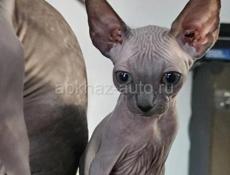 Канадский сфинкс