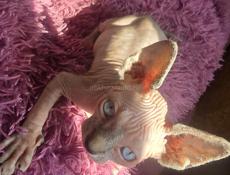 Канадский сфинкс