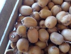 КИВИ, ВАШИНГТОНЫ, ЛИМОНЫ