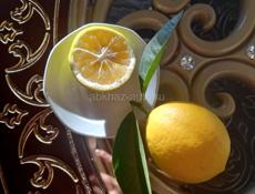 КИВИ, ВАШИНГТОНЫ, ЛИМОНЫ