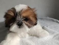 Щенки Ши Тцу 💞💞💞💞💞💞💞💞💞💞💞