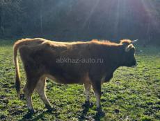 беременная корова 