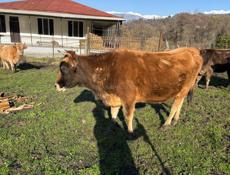 беременная корова 