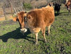 беременная корова 