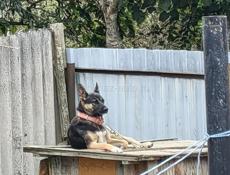 Продам нискорослая немецкая овчарка