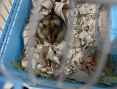 Сирийские джунгарские хомяки.