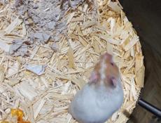 Сирийские джунгарские хомяки.