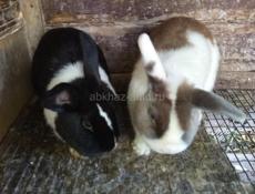 Карликовые кролики.