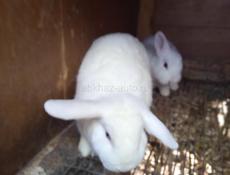 Карликовые кролики.