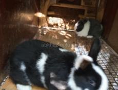 Карликовые кролики.