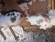 Кролики больших пород