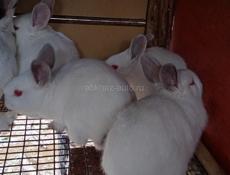 Кролики больших пород