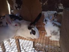 Кролики больших пород