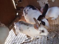 Кролики больших пород