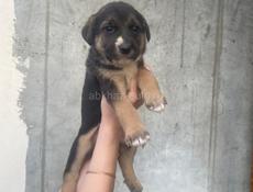 Щенки ищут дом!