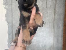 Щенки ищут дом!