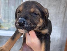 Щенки ищут дом!