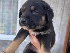 Щенки ищут дом!