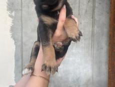 Щенки ищут дом!