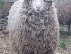 Баран породистый 35-40 кг