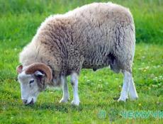 Баран породистый 35-40 кг