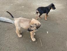 Милейшие щенки в добрые руки,очень бодрые,активные,едят сами.