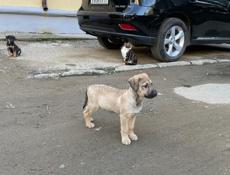 Милейшие щенки в добрые руки,очень бодрые,активные,едят сами.