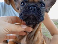 Девочка французик