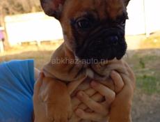 Девочка французик