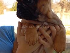 Девочка французик