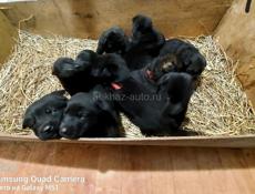 Щенки Немецкой Авчарки 
