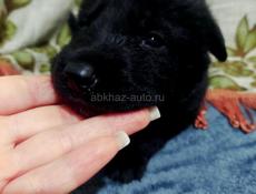 Щенки Немецкой Авчарки 