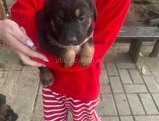 Малыши ищут дом 🥹