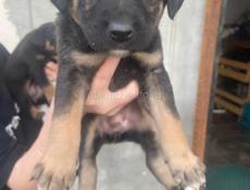 Малыши ищут дом 🥹