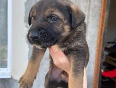 Малыши ищут дом 🥹