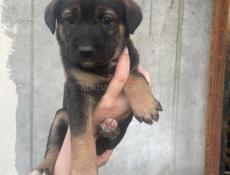 Малыши ищут дом 🥹