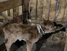 Продаю теленка 