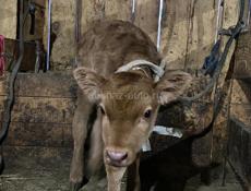 Продаю теленка 