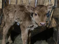 Продаю теленка 