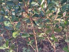 Сажанцы Фейхоа 