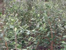 Сажанцы Фейхоа 