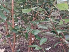 Сажанцы Фейхоа 