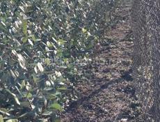 Сажанцы Фейхоа 