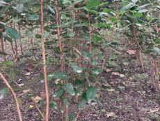 Сажанцы Фейхоа 