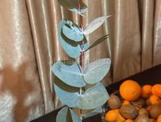 Куплю семена серебристого эвкалипта