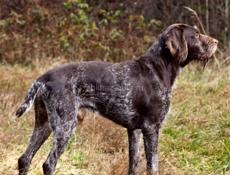 Возьму даром щенков охотничьих собак