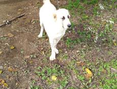 Продаю Алабай 