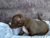 Щенки Американского Питбультерьера