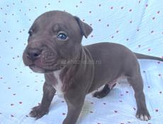 Щенки Американского Питбультерьера