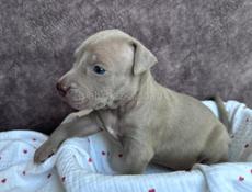 Щенки Американского Питбультерьера